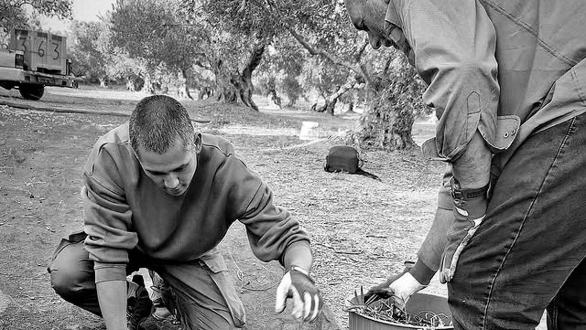 Ο Σωτήρης Κοντιζάς μαζεύει ελιές και μας δείχνει όλη τη διαδικασία στο λιοτρίβι